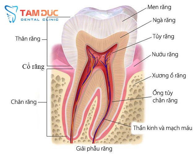 Tủy răng đóng vai trò quan trọng trong việc nuôi dưỡng răng chắc khỏe